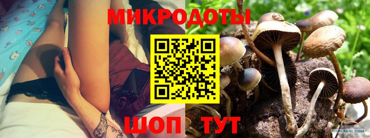 Галлюциногенные грибы Psilocybe Богородицк